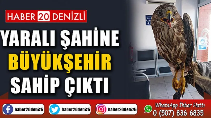 Yaralı şahine Büyükşehir sahip çıktı