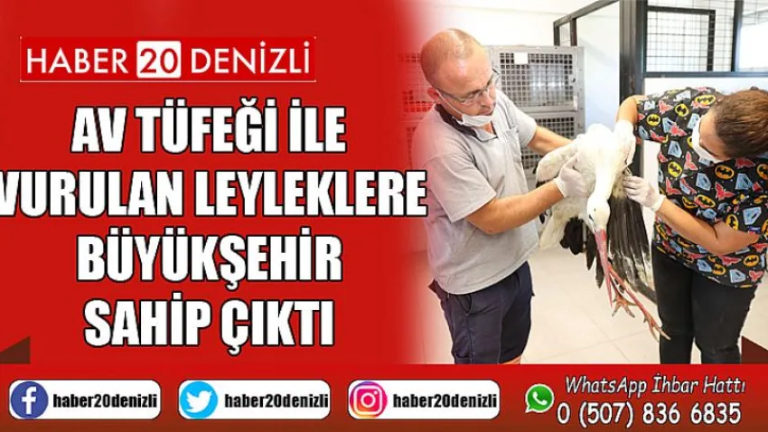 Av tüfeği ile vurulan leyleklere Büyükşehir sahip çıktı