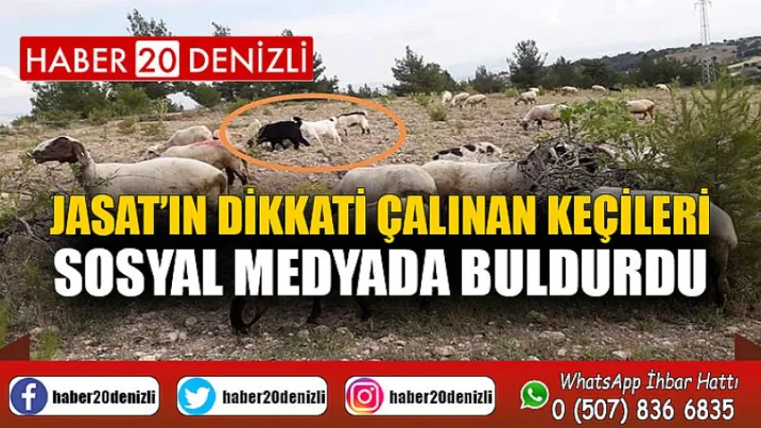 JASAT’ın dikkati çalınan keçileri sosyal medyada buldurdu