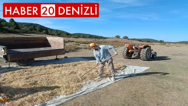 Kuru fasulyenin sofralara yolculuğu traktörle ezilerek başladı