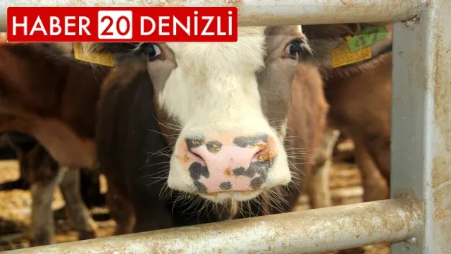 Denizli’de hayvan pazarları süresiz kapatıldı