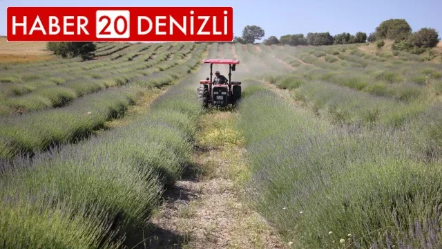 Aşırı yağışlar lavanta üretimini olumsuz etkiledi