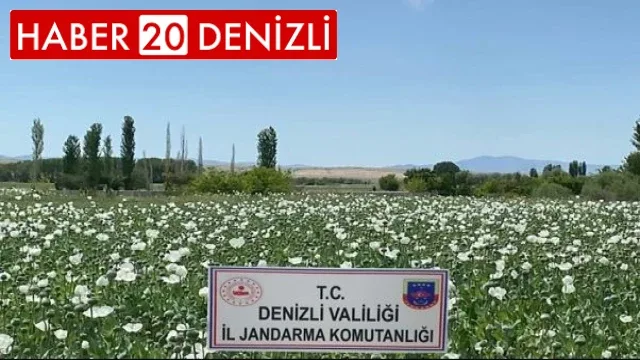 Jandarma 1 milyon 295 bin kök haşhaş bitkisi ele geçirdi