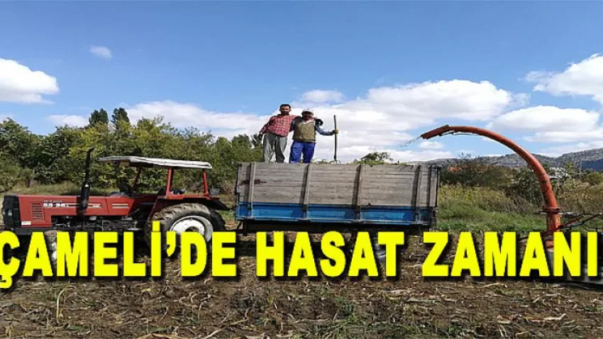 Çameli'de Hasad Zamanı