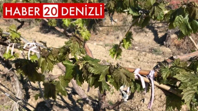 Yenicekent’te üzüm bağlarını don vurdu