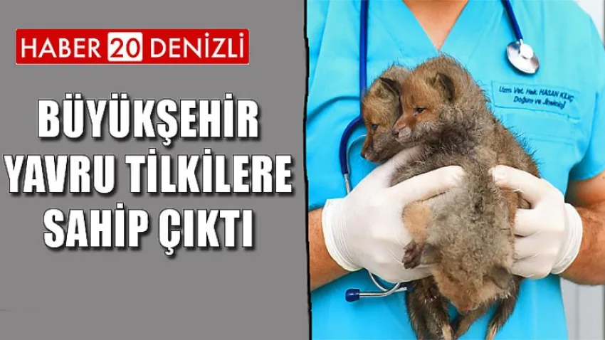Büyükşehir yavru tilkilere sahip çıktı