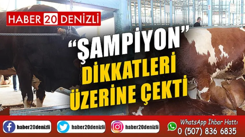 “Şampiyon” dikkatleri üzerine çekti