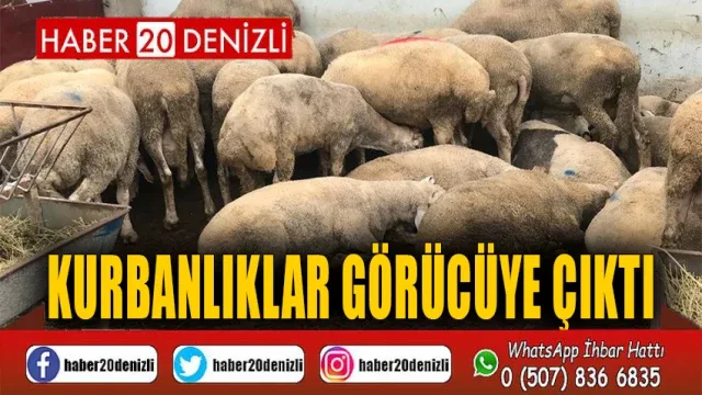 Kurbanlıklar görücüye çıktı