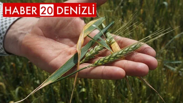 Aralıksız yağışlar tarımsal üretimi olumsuz etkiliyor