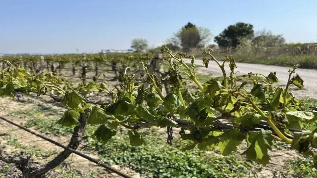 Meteoroloji çiftçileri zirai dona karşı uyardı