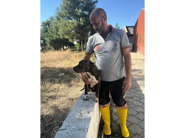 Denizli'de yasak ırk köpekler uygun şartlarda bakılıyor