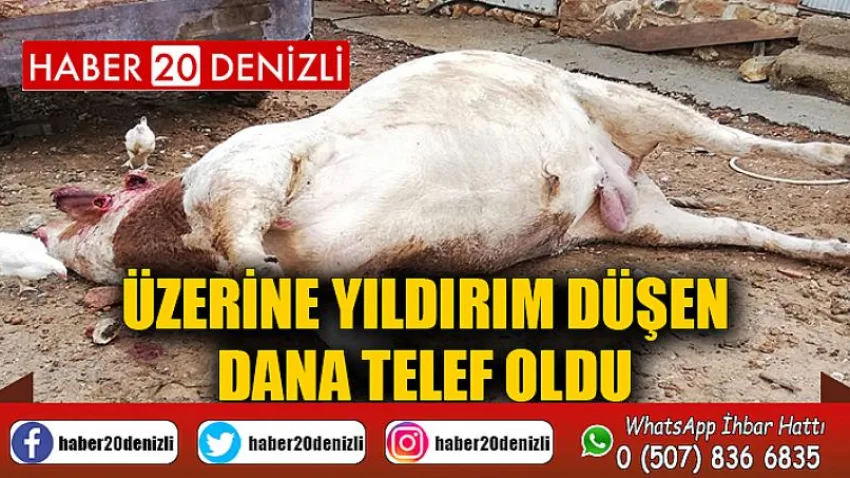 Üzerine yıldırım düşen dana telef oldu