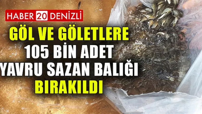 Göl ve Göletlere 105 Bin Adet Yavru Sazan Balığı Bırakıldı