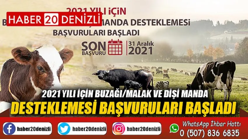 2021 Yılı için Buzağı/malak ve Dişi Manda Desteklemesi Başvuruları Başladı