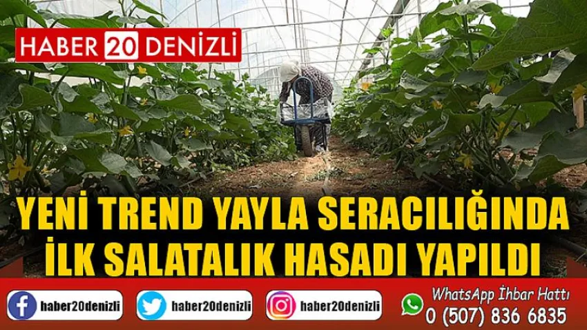 Yeni trend yayla seracılığında ilk salatalık hasadı yapıldı