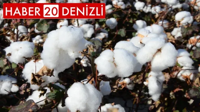 Denizli’de beyaz altın hasadı devam ediyor