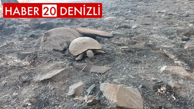 Yangının neden olduğu hasar gün doğumuyla ortaya çıktı
