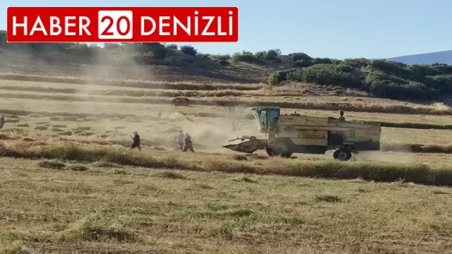 Anasonun anavatanında hasat sona erdi