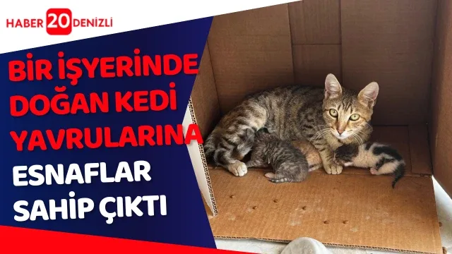 İşyerinde doğan kedi yavrularına esnaf sahip çıktı