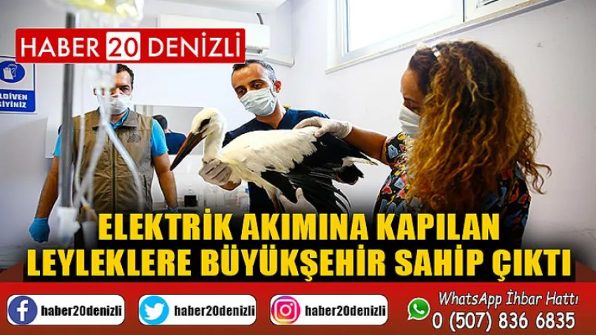 Elektrik akımına kapılan leyleklere Büyükşehir sahip çıktı