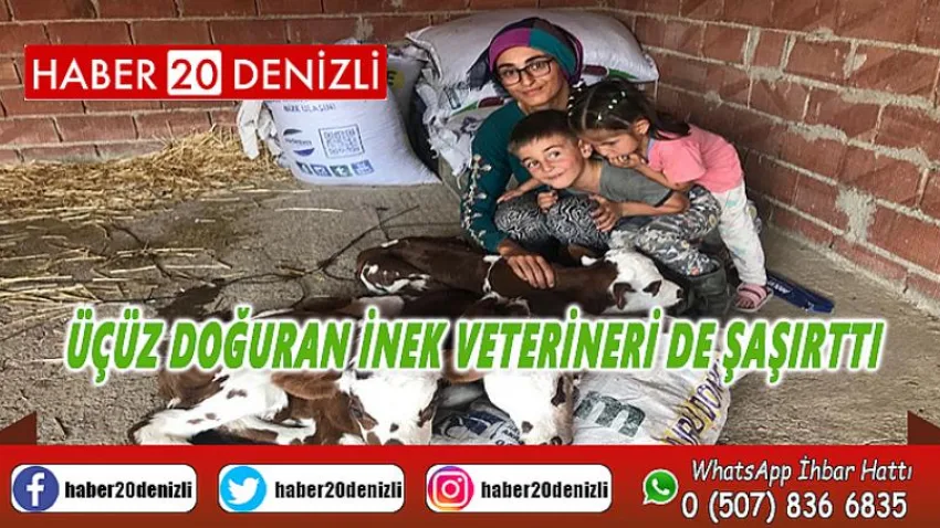 Üçüz doğuran inek veterineri de şaşırttı