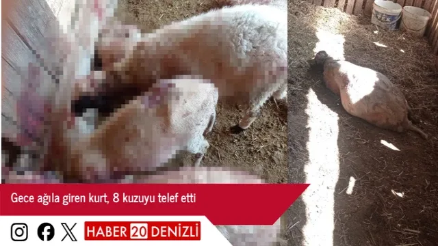 Gece ağıla giren kurt, 8 kuzuyu telef etti