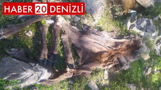 Çivril’de avlanması yasak olan kızılgeyiği vurup derisini yüzdüler