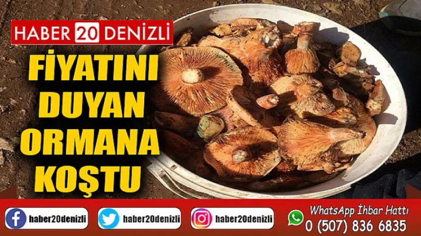 Fiyatını duyan ormana koştu