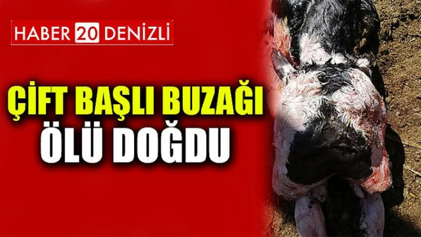 Çift başlı buzağı ölü doğdu