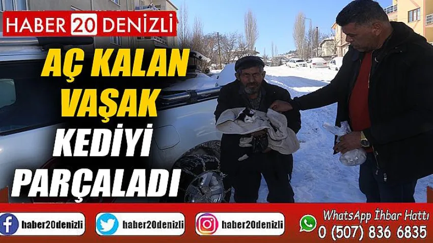 Aç kalan vaşak kediyi parçaladı