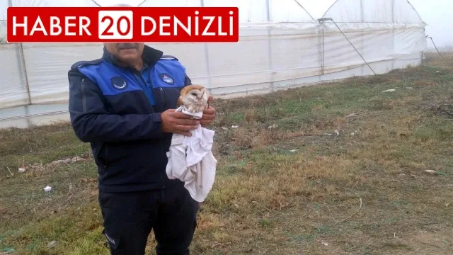 Belediye Çalışanın Dikkati Peçeli Baykuşu Kurtardı