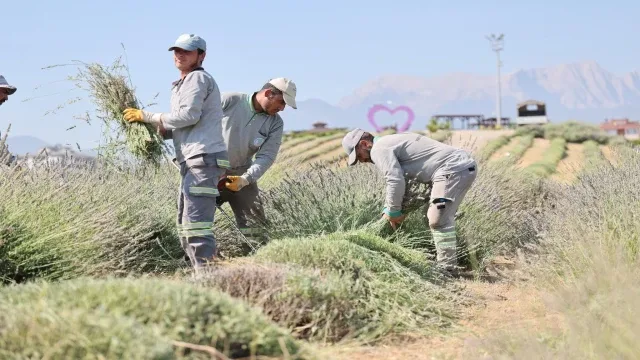 Güzelliğiyle Büyüleyen Lavanta Bahçesinde Hasat Tamamlandı