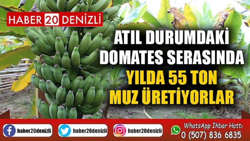 Atıl durumdaki domates serasında yılda 55 ton muz üretiyorlar