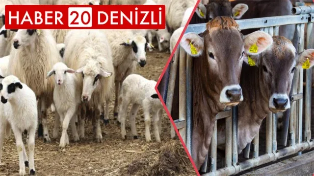 Deprem Bölgesinde Büyükbaş Hayvanlar İçin 500 Lira, Küçükbaş İçin 50 Lira Yem Desteği Verilecek