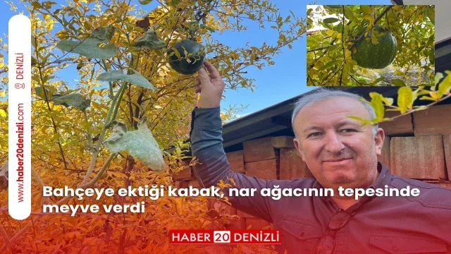Bahçeye ektiği kabak, nar ağacının tepesinde meyve verdi