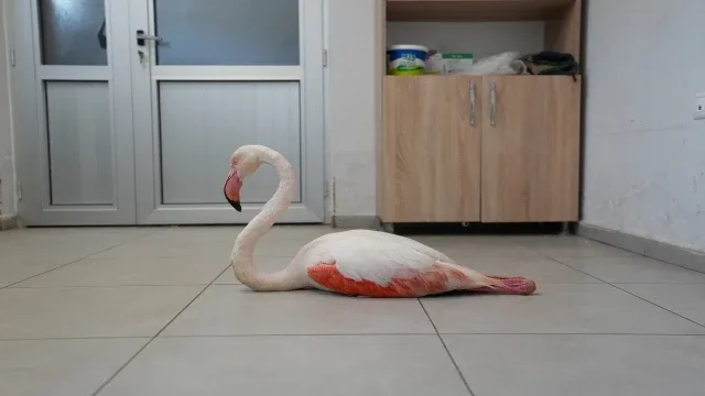 Yaralı flamingo tedavi edilerek doğal yaşama geri bırakıldı