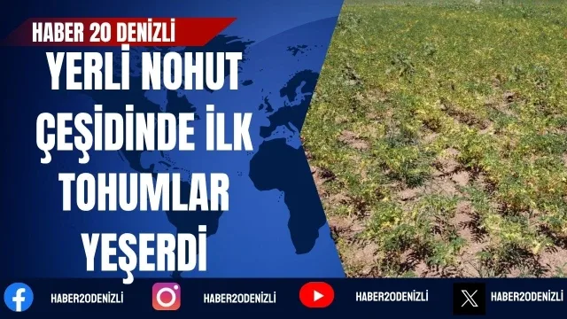 Denizli’de geliştirilen yerli nohut çeşidinde ilk tohumlar yeşerdi