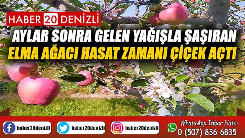 Aylar sonra gelen yağışla şaşıran elma ağacı hasat zamanı çiçek açtı
