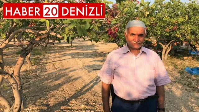 Denizli'de Antep fıstığı yetiştiriciliği yaygınlaşıyor