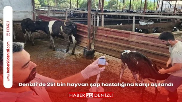 Denizli’de 251 bin hayvan şap hastalığına karşı aşılandı