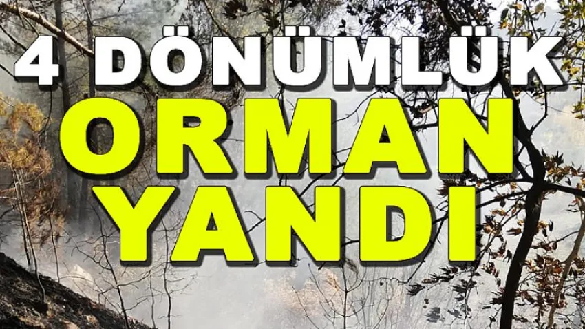 4 Dönümlük Orman Yandı