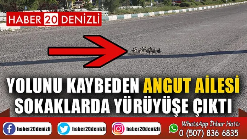 Yolunu kaybeden angut ailesi sokaklarda yürüyüşe çıktı