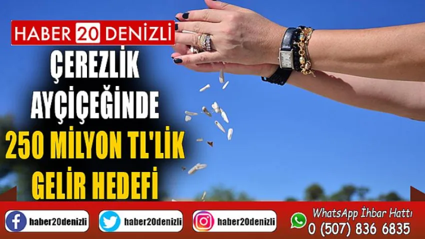 Çerezlik ayçiçeğinde 250 milyon TL'lik gelir hedefi
