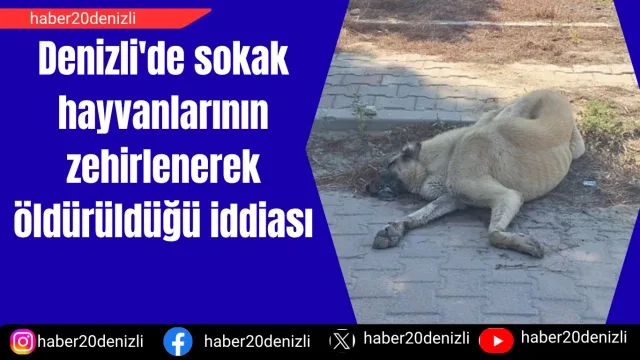 Denizli'de sokak hayvanlarının zehirlenerek öldürüldüğü iddiası