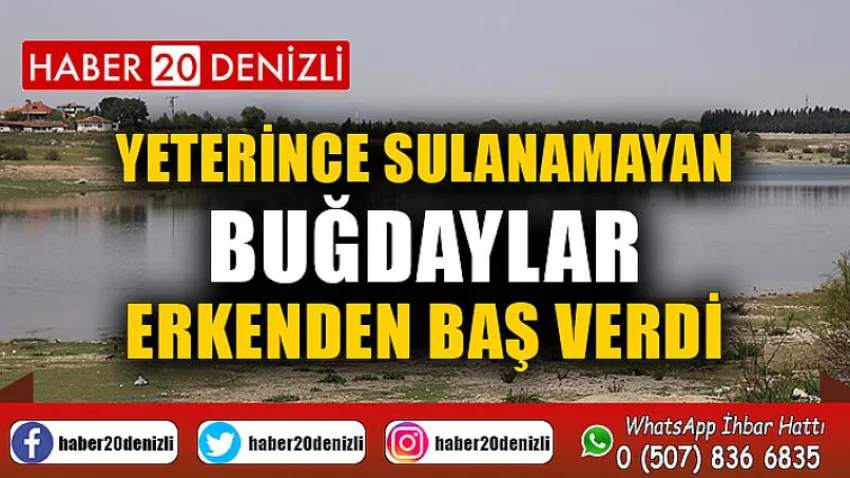 Yeterince sulanamayan buğdaylar erkenden baş verdi