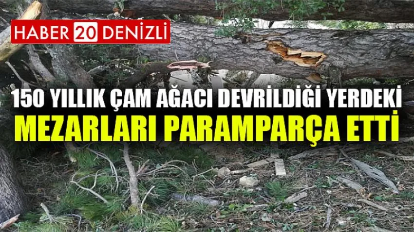 150 yıllık çam ağacı devrildiği yerdeki mezarları paramparça etti