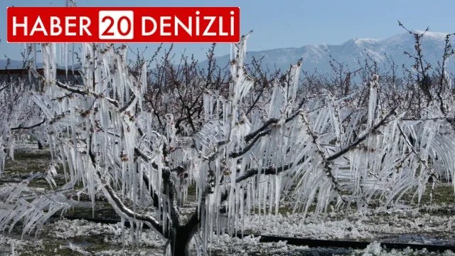 Ağaçları dondan buzla koruyorlar