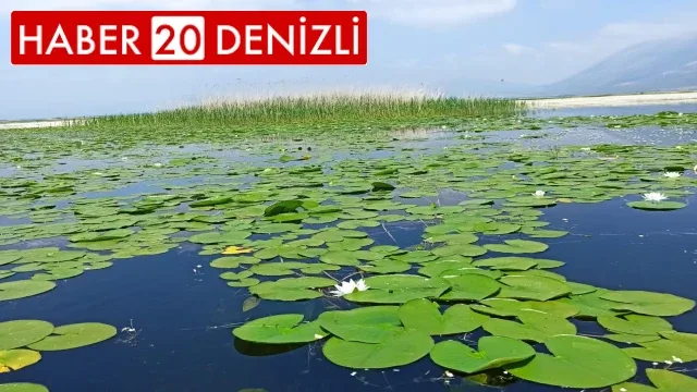 Nilüfer tarlası doğaseverlerle buluşmak için gün sayıyor
