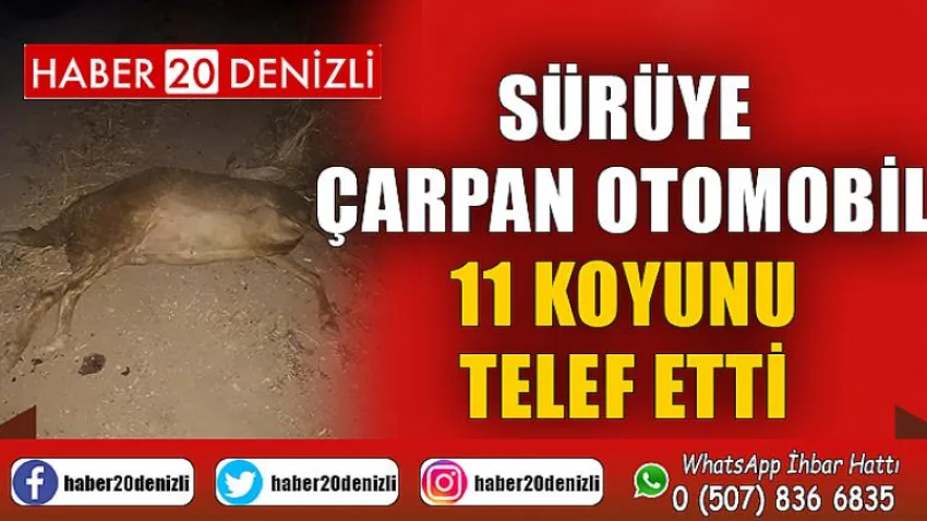 Sürüye çarpan otomobil 11 koyunu telef etti