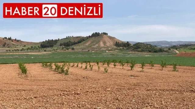 PAÜ Ziraat Fakültesi ilk fidan tüpleme işlemini gerçekleştirdi